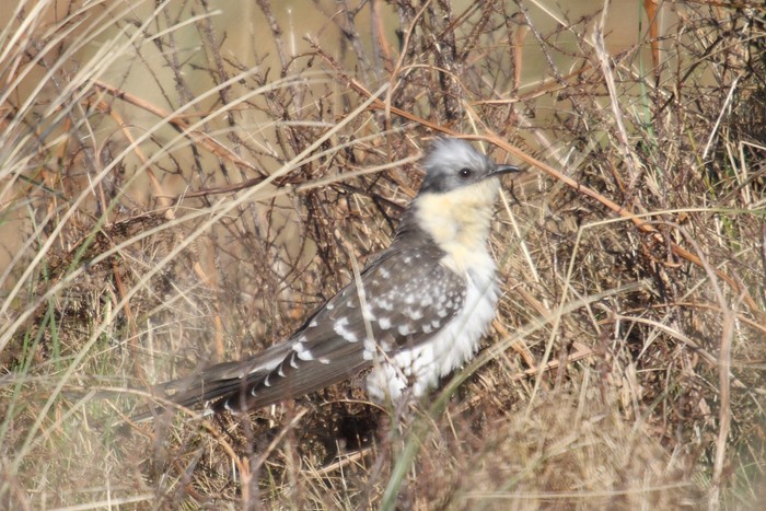 Great Spotted Cuckoo