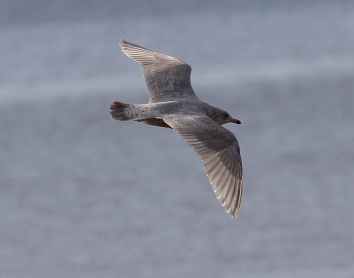 Kumlien's Gull