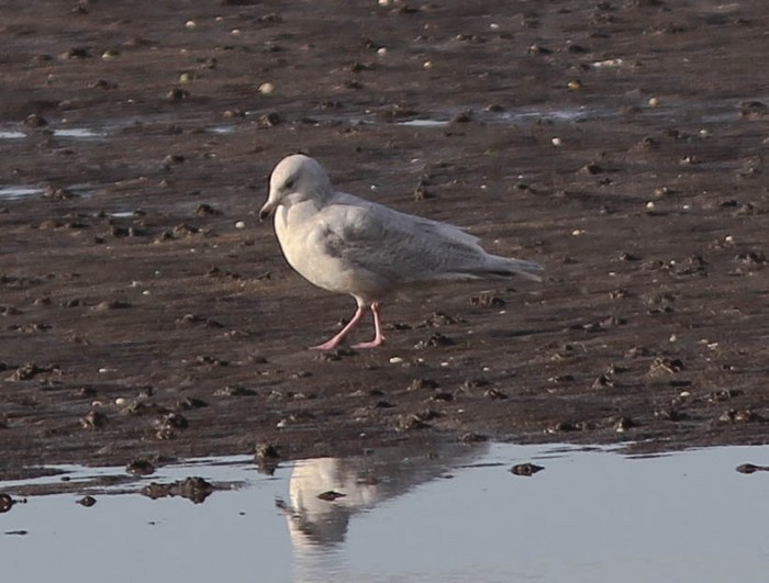 Kumlien's Gull