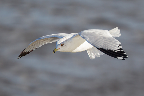Ring-billed Gull