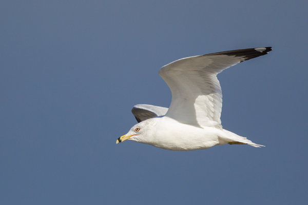 Ring-billed Gull