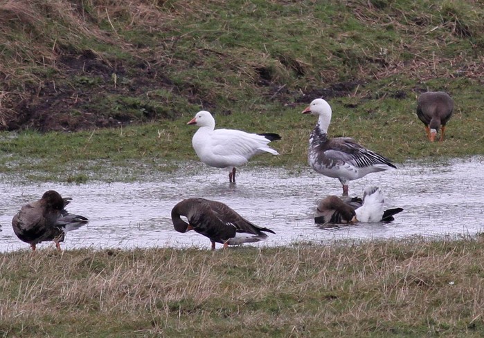 Lesser Snow Goose