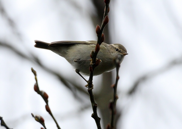 Hume's Yellow-browed Warbler