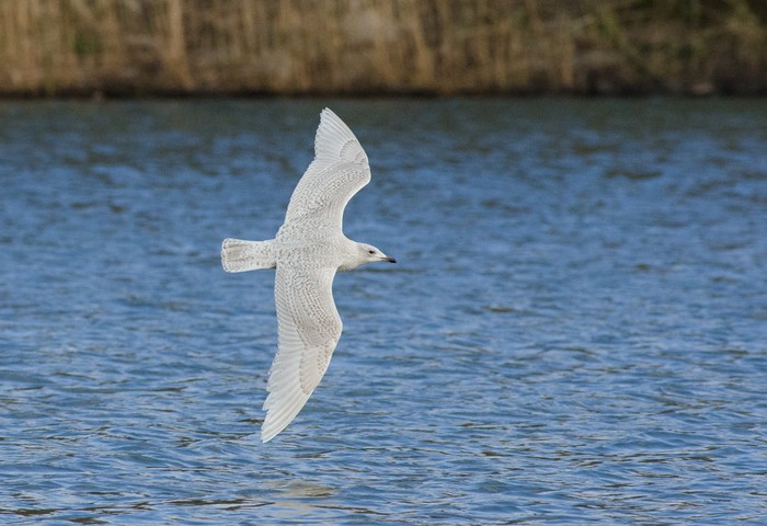 Kumlien's Gull