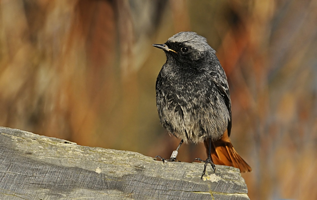Black Redstart