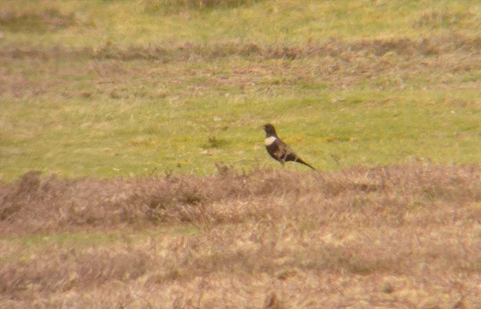 Ring Ouzel