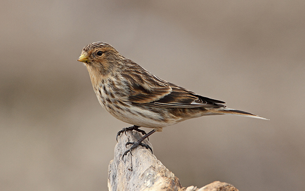 Twite