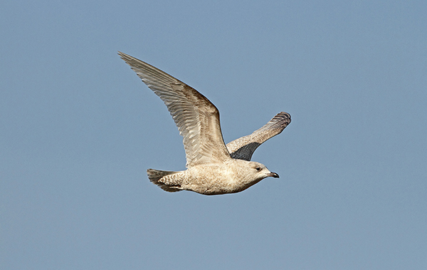 Kumlien's Gull