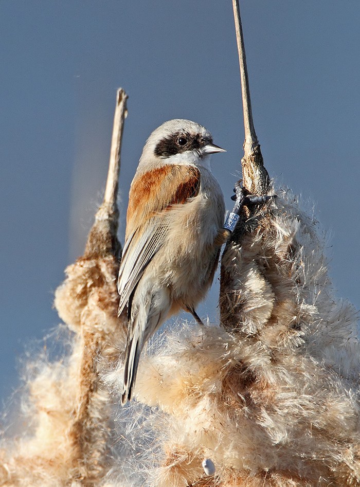 Penduline Tit