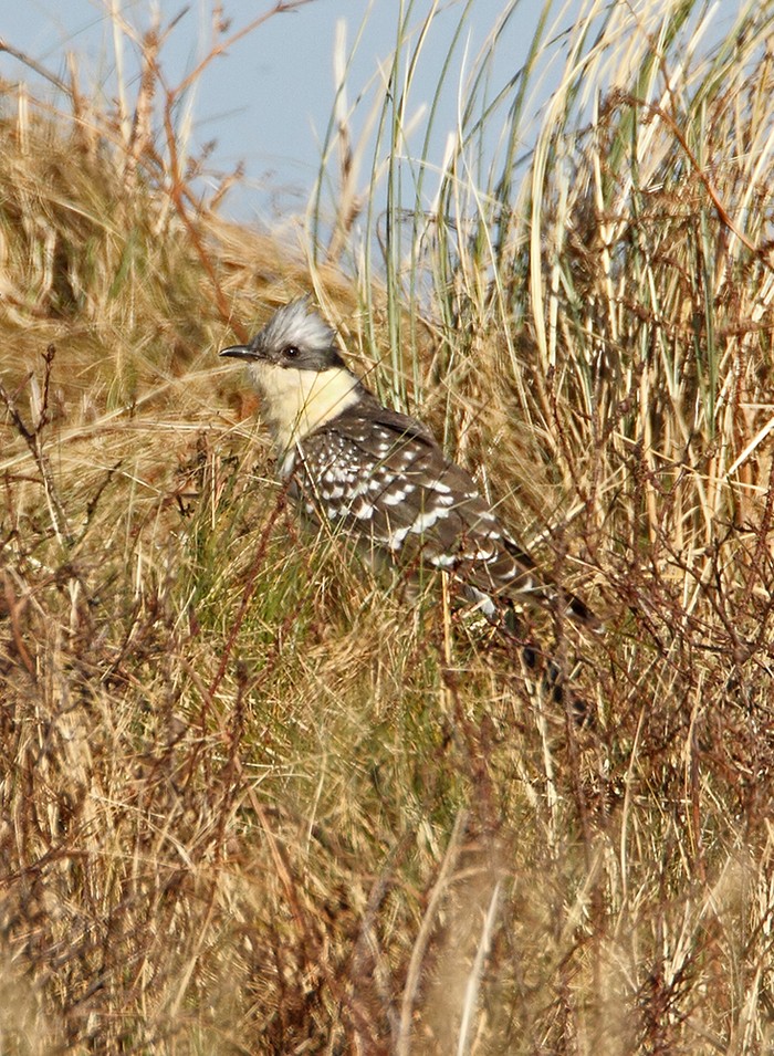 Great Spotted Cuckoo