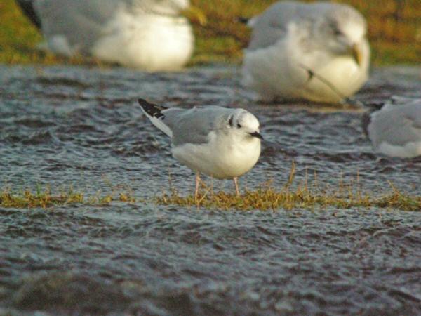 Bonaparte's Gull