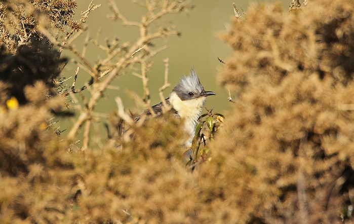 Great Spotted Cuckoo