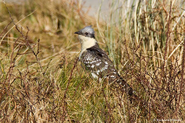 Great Spotted Cuckoo