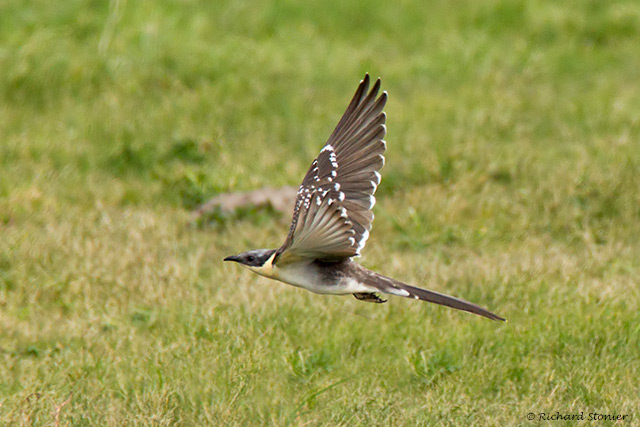 Great Spotted Cuckoo