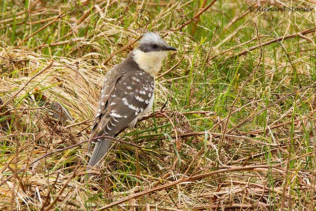 Great Spotted Cuckoo