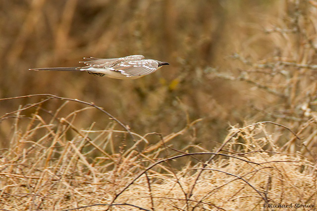 Great Spotted Cuckoo