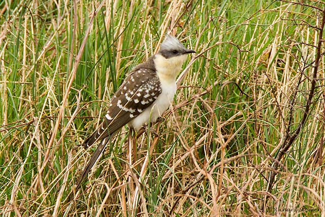 Great Spotted Cuckoo