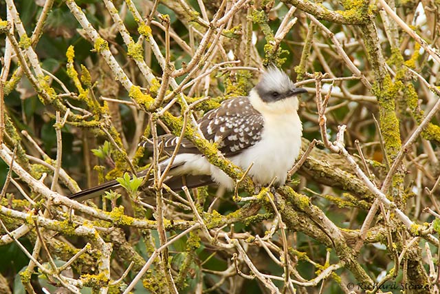 Great Spotted Cuckoo