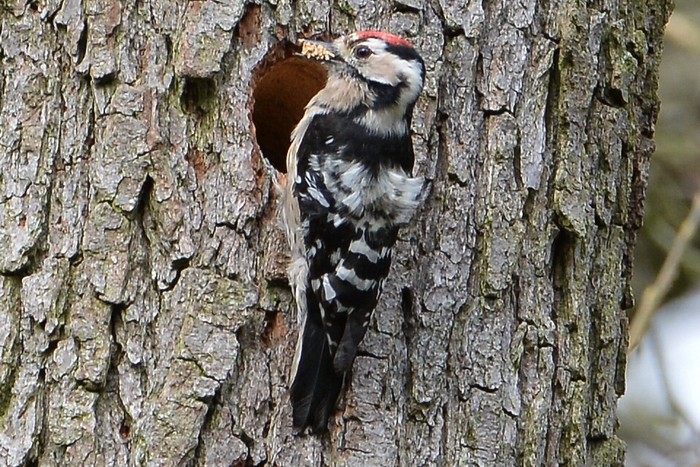 Lesser Spotted Woodpecker
