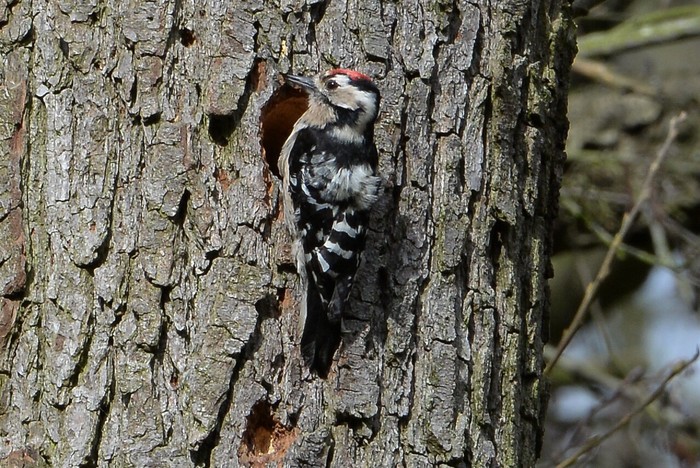 Lesser Spotted Woodpecker