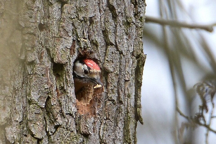 Lesser Spotted Woodpecker