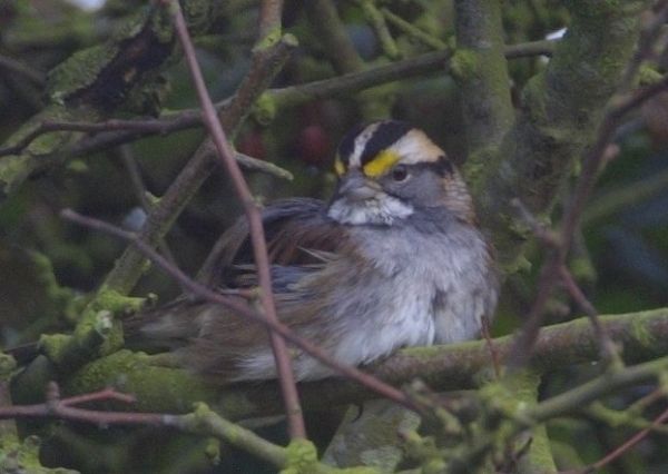 White-throated Sparrow