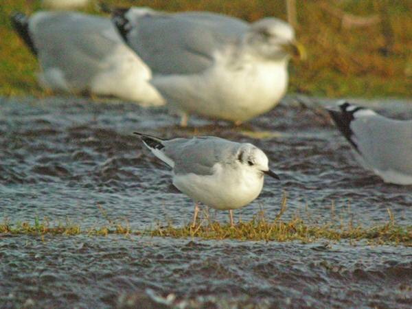 Bonaparte's Gull