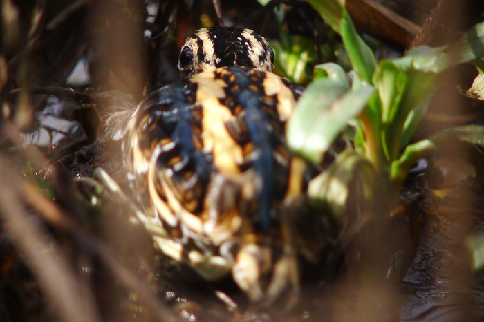 Jack Snipe