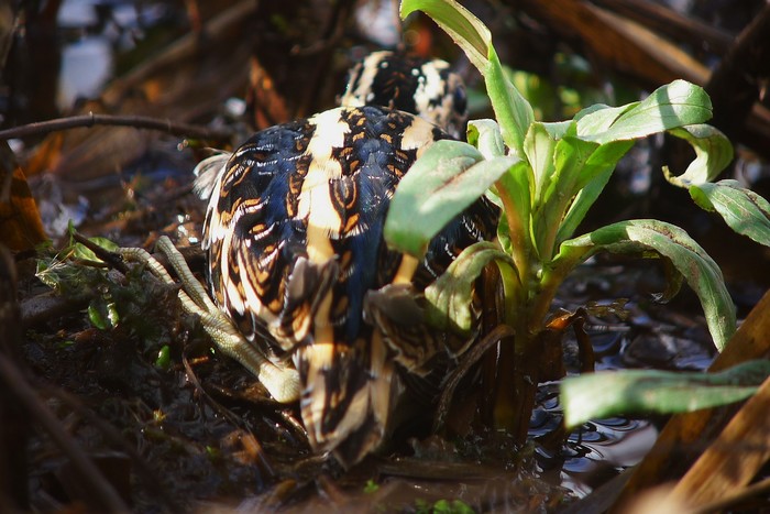 Jack Snipe