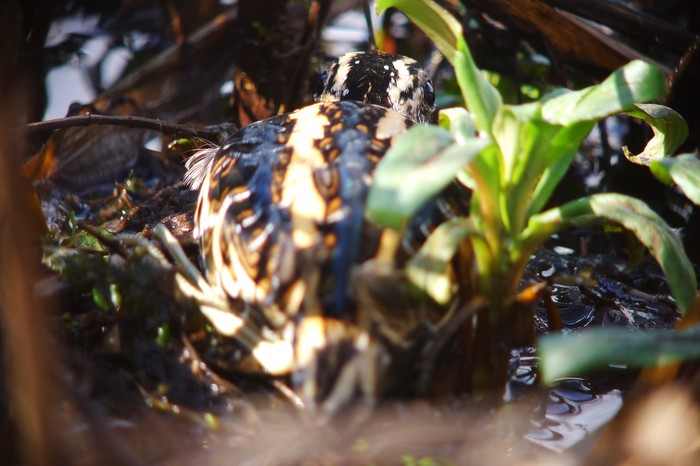 Jack Snipe