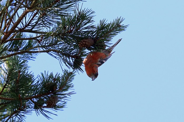 Two-barred Crossbill