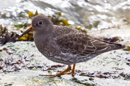 Purple Sandpiper