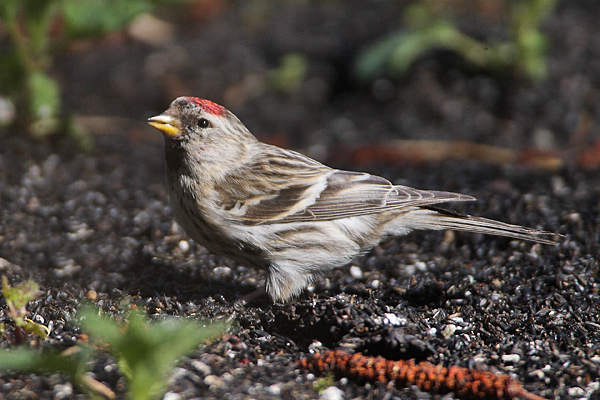 Mealy Redpoll