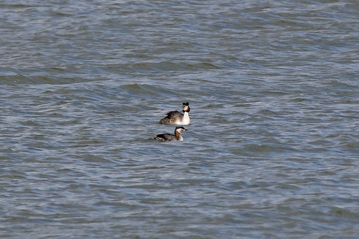 Red-necked Grebe