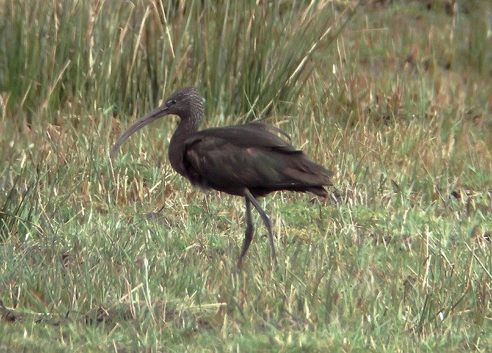 Glossy Ibis