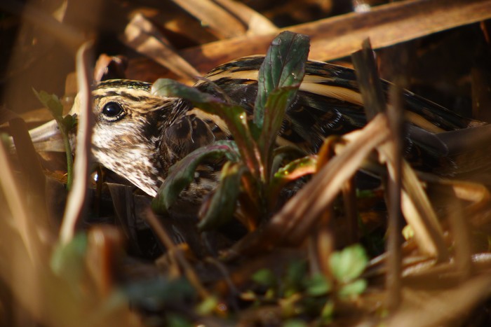 Jack Snipe