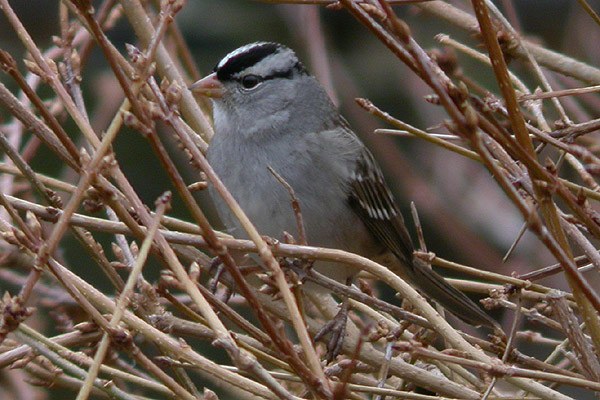 White-crowned Sparrow