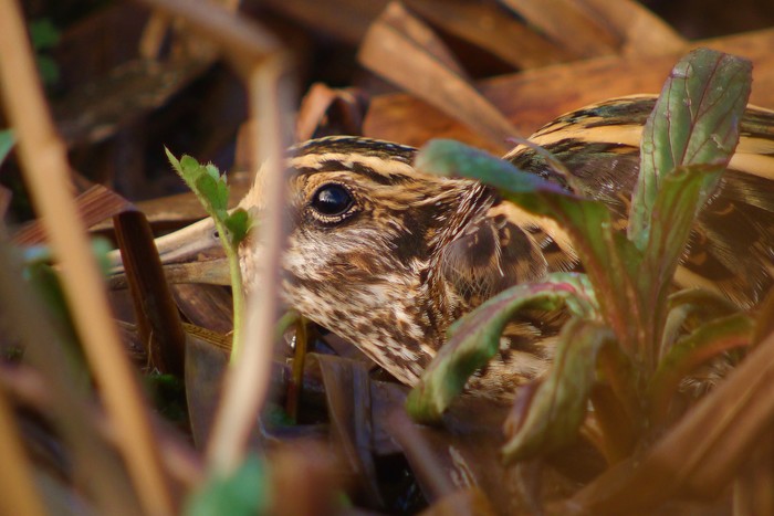 Jack Snipe