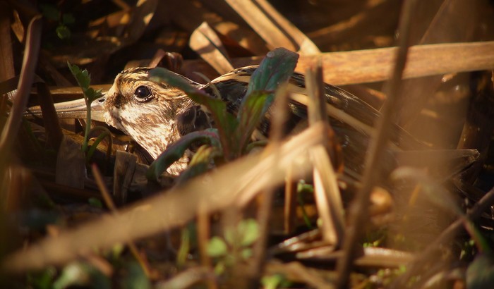 Jack Snipe