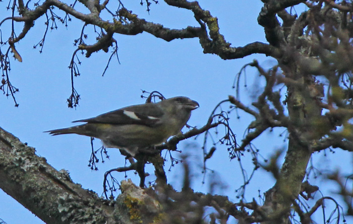 Two-barred Crossbill