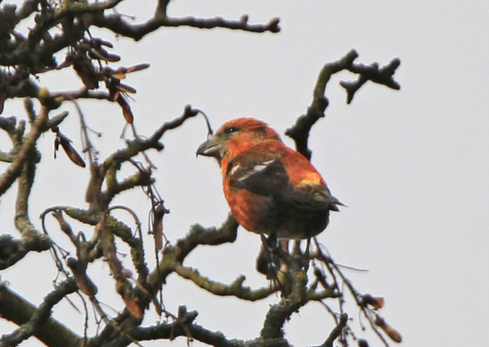 Two-barred Crossbill