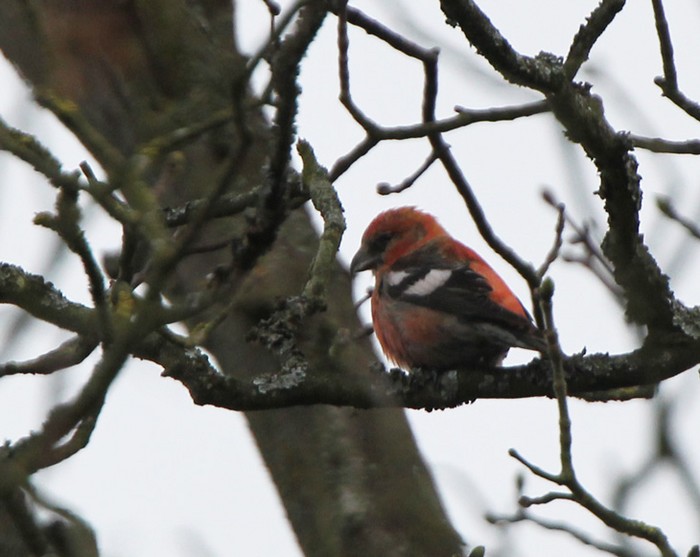 Two-barred Crossbill