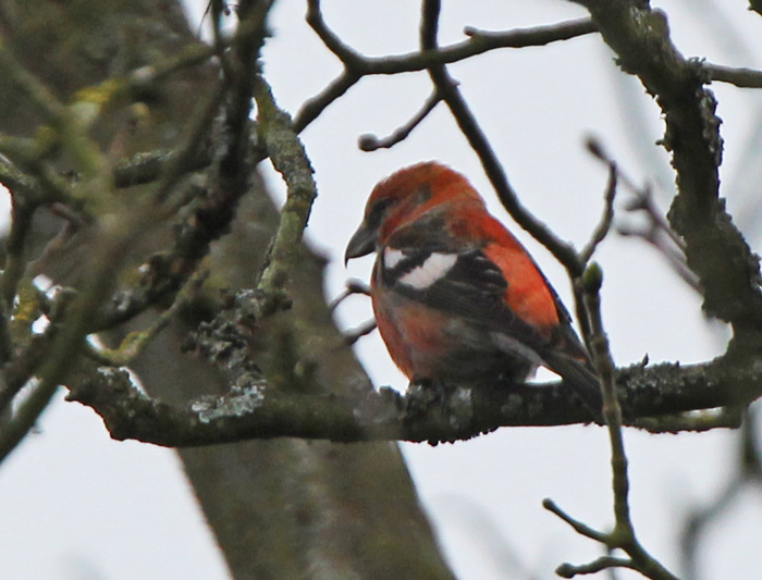 Two-barred Crossbill