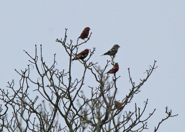 Two-barred Crossbill