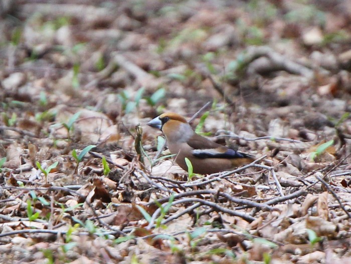 Hawfinch