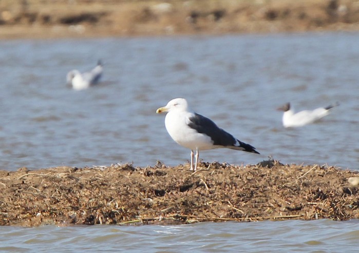 Lesser Black-backed Gull