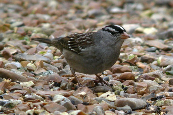 White-crowned Sparrow