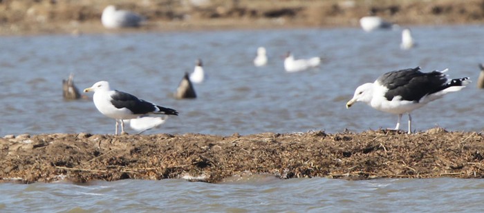 Lesser Black-backed Gull