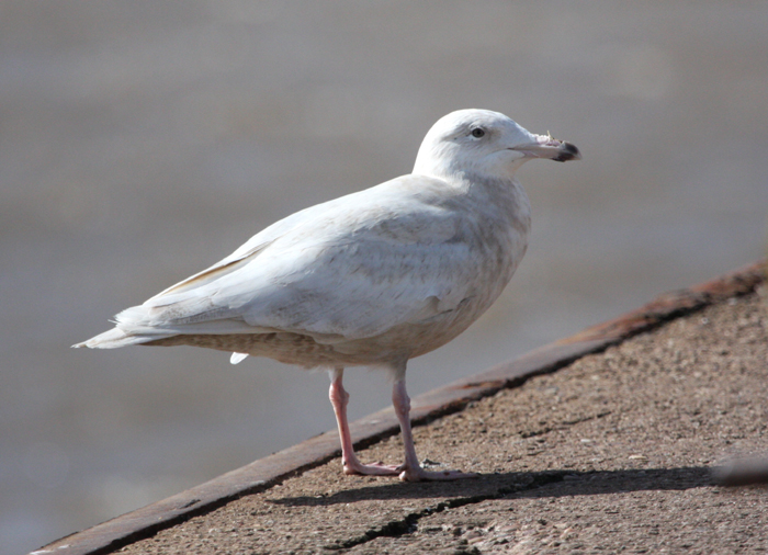 Glaucous Gull