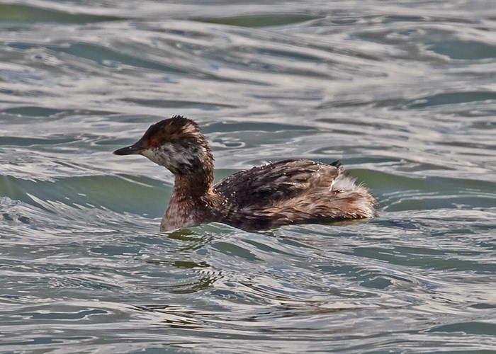 Slavonian Grebe
